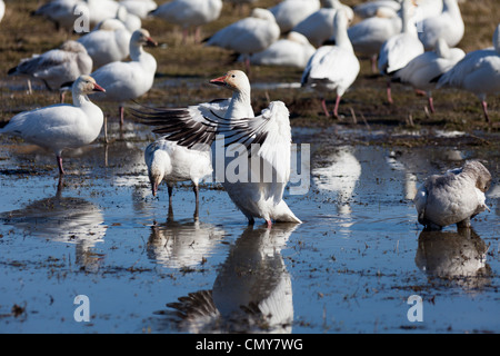 Snow Goose, gros plan d'oiseaux migrateurs Banque D'Images