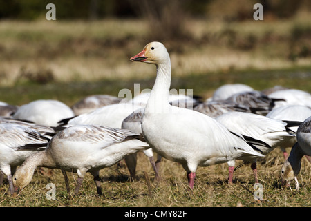 Snow Goose, gros plan d'oiseaux migrateurs Banque D'Images