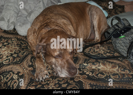 Un grand chien avec brindle coat détend sur un lit se répandre que comliments ses motifs et couleurs. Banque D'Images