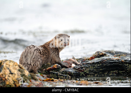 La loutre (Lutra lutra) Banque D'Images