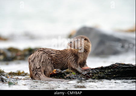 La loutre (Lutra lutra) Banque D'Images