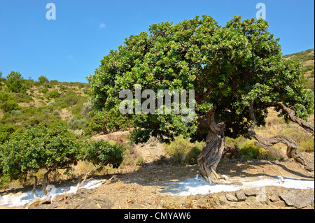 Lentisques en préparation pour le mastic en ayant la récolte s'étend de la terre fraîche et blanche sous le stress, l'île de Chios Grèce Banque D'Images