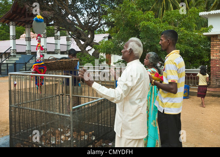 Les dévots au Coconut smashing culte, Maha Devale/bouddhiste temple hindou de cette ville sacrée ; Moroni, la Province d'Uva, Sri Lanka Banque D'Images