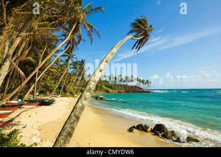 Palmiers à l'extrémité orientale de la côte sud de la plage de surf de l'observation des baleines à Mirissa, près de Matara, Province du Sud, Sri Lanka Banque D'Images