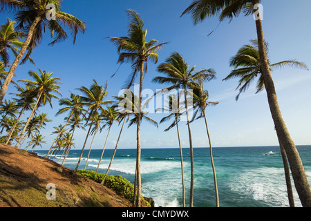 Palmiers à l'extrémité orientale de la côte sud de la plage de surf de l'observation des baleines à Mirissa, près de Matara, Province du Sud, Sri Lanka Banque D'Images