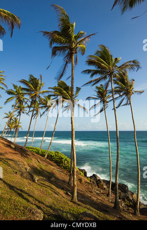 Palmiers à l'extrémité orientale de la côte sud de la plage de surf de l'observation des baleines à Mirissa, près de Matara, Province du Sud, Sri Lanka Banque D'Images