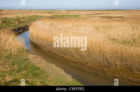 Reebed et fossé de drainage dans les marais au Claj, Norfolk, Angleterre Banque D'Images