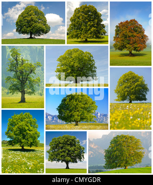 Collage de grands arbres Banque D'Images