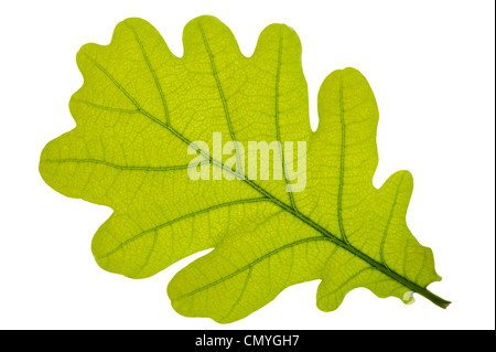 Feuille de chêne verte isolée sur fond blanc Banque D'Images