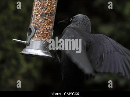 Choucas (Corvus monedula) bat des ailes, tandis qu'il tente de maintenir et d'obtenir des semences provenant d'une alimentation jardin Banque D'Images