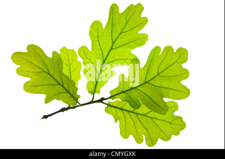 Feuille de chêne verte isolée sur fond blanc Banque D'Images