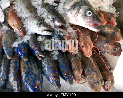 Royaume-uni littlehampton un poisson humide d'afficher sur un étal poissonnerie Banque D'Images