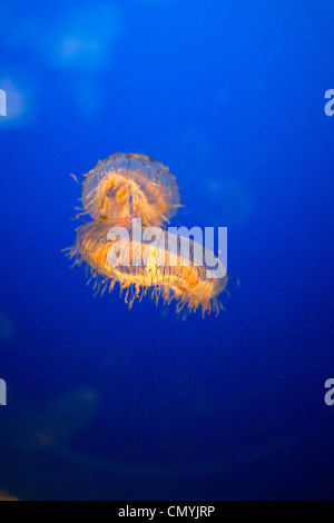 Méduse lumineux orange à l'Aquarium Kaiyukan Osaka, Osaka, Japon Banque D'Images