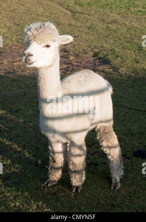 L'Alpaga est seul dans un champ agricole Banque D'Images