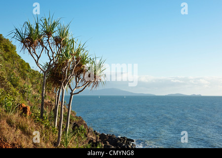 Palmiers pandanus et vue sur la mer de corail de Flagstaff Hill. Port Douglas, Queensland, Australie Banque D'Images