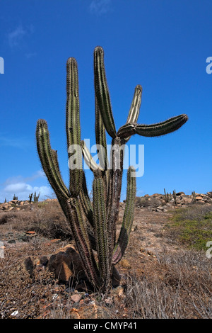 West Indies, Bonaire, Aruba, Antilles, cactus outback Banque D'Images