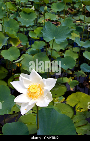 Nymphea lotus flower réservoir dans l'aéroport Sir Seewoosagur Ramgoolam Royal Jardin Botanique de Pamplemousses, Ile Maurice, Afrique du Sud Banque D'Images
