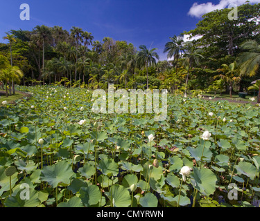 Nymphea lotus flower réservoir dans l'aéroport Sir Seewoosagur Ramgoolam Royal Jardin Botanique de Pamplemousses, Ile Maurice, Afrique du Sud Banque D'Images