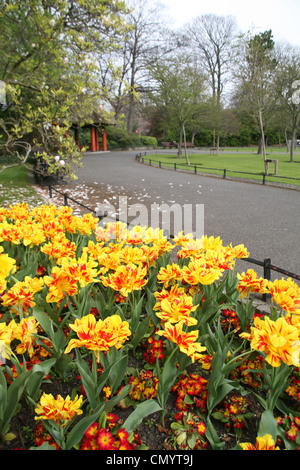 Fleurs de tulipe à St Stephen's Green Park de Dublin Irlande Banque D'Images