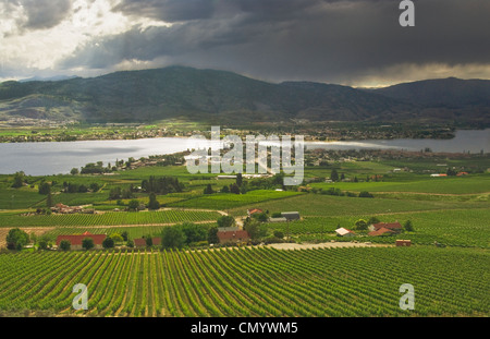 Vergers et vignes près d'Osoyoos, C.-B. Banque D'Images