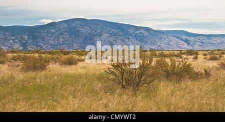 Pocket Desert, Osoyoos, BC Banque D'Images