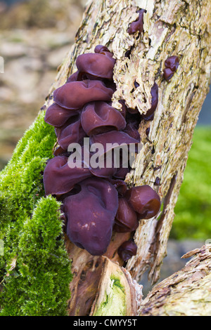 Jelly oreille (Auricularia auricula-judae) poussant sur un tronc d'arbre couvert de mousse Banque D'Images