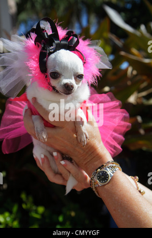 Miami Beach Florida,Ocean Drive,chien,Chihuahua,animal,habillé,rose,ballerina,tutu,FL120101107 Banque D'Images