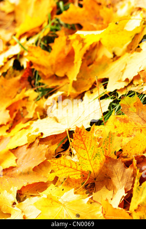 Tombée de feuilles d'érable, peut être utilisé comme arrière-plan Banque D'Images
