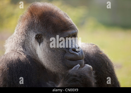 Gorille des basses terres de l'Ouest, humeur pensive mâle Silverback Banque D'Images