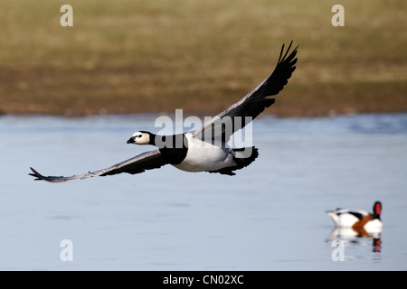 Branta leucopsis Bernache nonnette,, seul oiseau en vol, Gloucestershire, Mars 2012 Banque D'Images