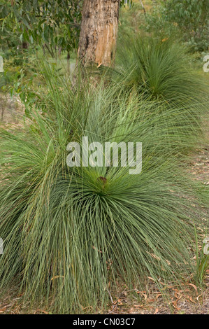 Australian grasstree Banque D'Images