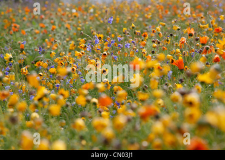 Le Namaqualand fleurs, Clanwilliam, Northern Cape, Afrique du Sud. Banque D'Images