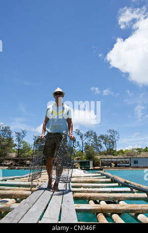 Un travailleur s'cages d'huître perlière le long de la jetée de Kazu Perles. Vendredi, l'île îles du détroit de Torres, Queensland, Australie Banque D'Images