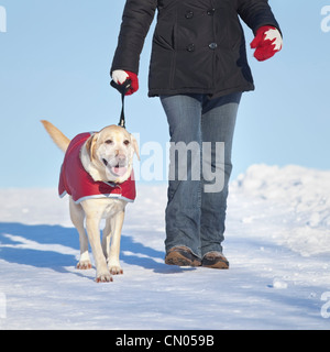 Femme promener son chien labrador retriever jaune en hiver, Winnipeg, Manitoba, Canada Banque D'Images