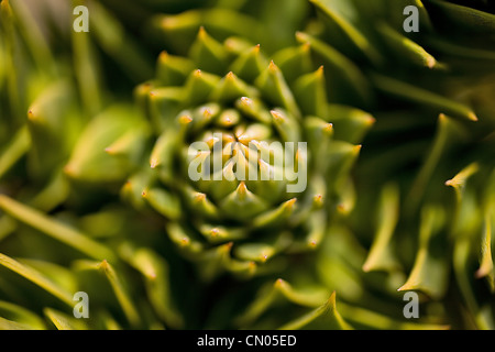 Araucaria araucana, Botanical garden Alfonso XIII Banque D'Images