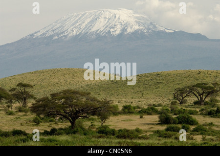 Mt. Le Kilimanjaro avec acacia arbres en premier plan Banque D'Images