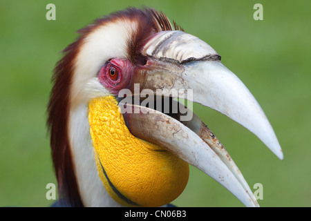 Calao femelle en captivité à Bali en Indonésie volière d'oiseaux Banque D'Images