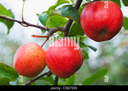 Fruit, pomme, Katy les pommes sur l'arbre croissant en Grange Farms verger. Banque D'Images