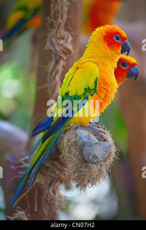 Gamme colorée de l'Aratinga Solstitialis perroquets Banque D'Images