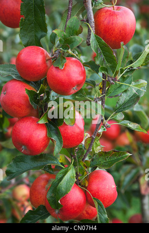 Fruit, pomme, Katy les pommes sur l'arbre croissant en Grange Farms verger. Banque D'Images