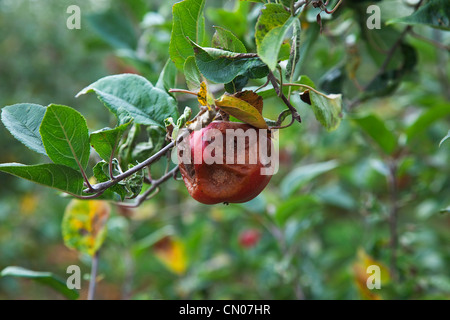 Fruit, pomme, Katy pommes pourrir sur l'arbre n'ayant pas été choisi au Grange Farms verger. Banque D'Images