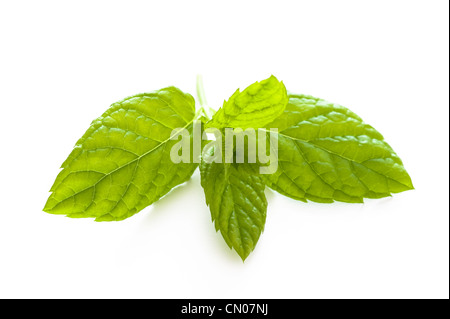 Les feuilles de menthe isolé sur fond blanc Banque D'Images