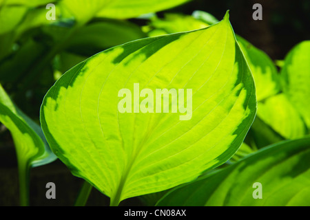 Les plantes, Hosta, feuilles vertes avec la lumière du soleil qui brillait à travers Banque D'Images