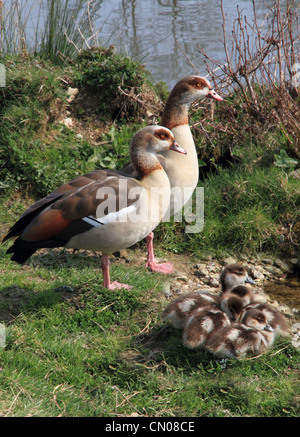 Canard branchu égyptien avec les poussins Banque D'Images