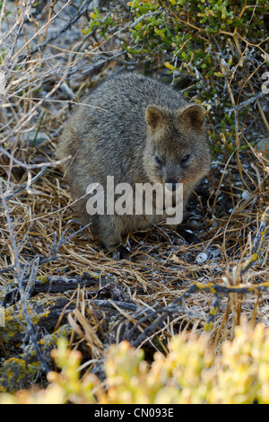 Quokka. Chrysocyon brachyurus Banque D'Images