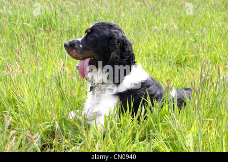 Un chien Épagneul Springer Anglais à l'extérieur. Couché dans un champ d'herbe, haletant après le plaisir de courir autour du champ Banque D'Images