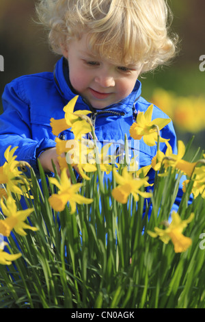 Un deux blond bambin de 2 ans petit garçon dans un cavalier veste bleu haut enquête sur une bande de jonquilles jaune Banque D'Images