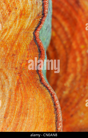 Les anneaux de croissance des arbres. Tronc d'arbre scié. Banque D'Images