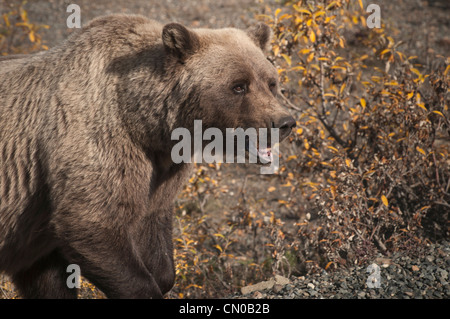 Ours grizzli (Ursus arctos) sow se nourrit dans le lit pierreux. Le Parc National Denali, en Alaska. Banque D'Images