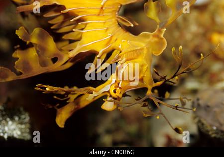 Seadragon feuilles, Phycodorus eques, dans l'obscurité. Banque D'Images